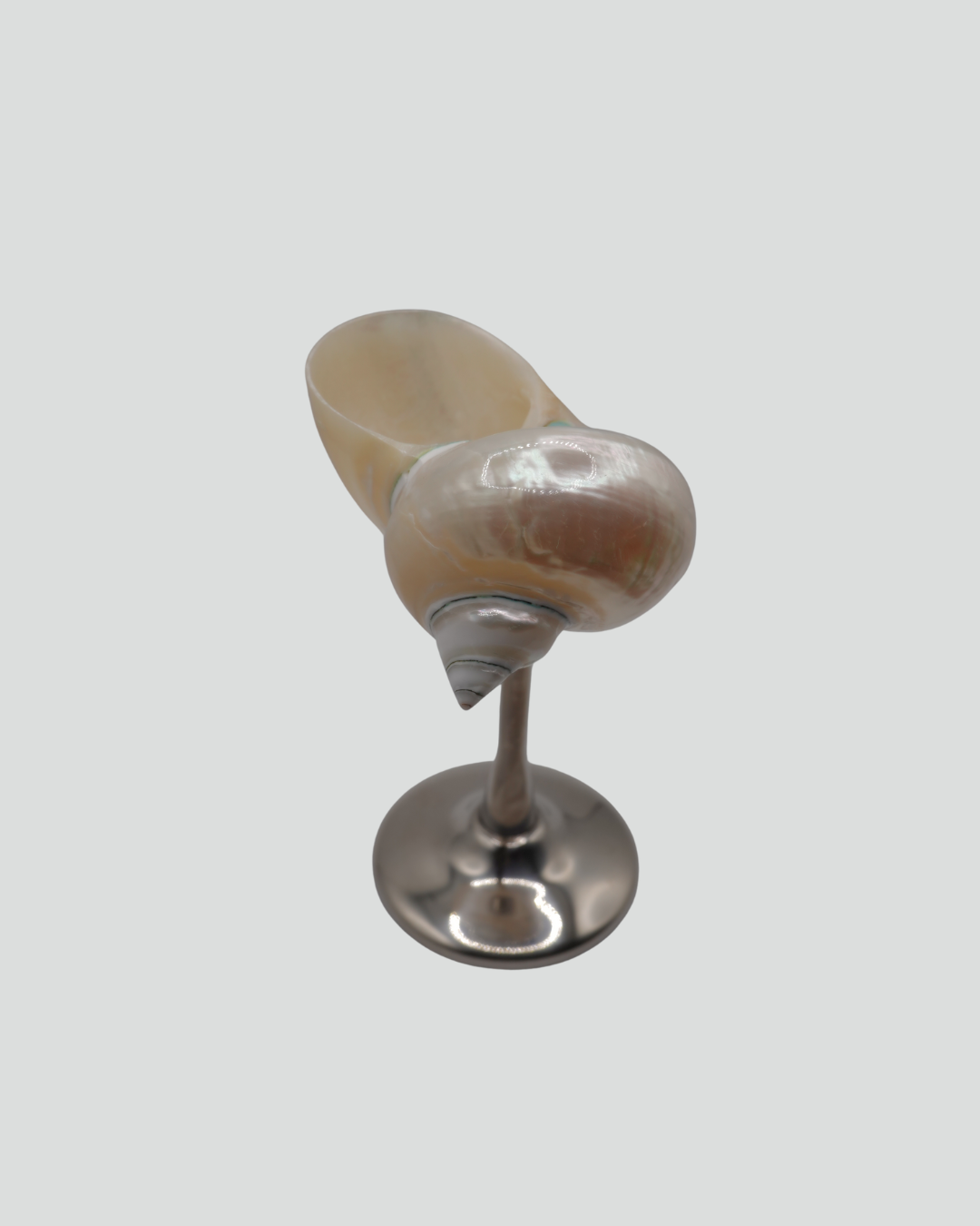 shell cocktail glass