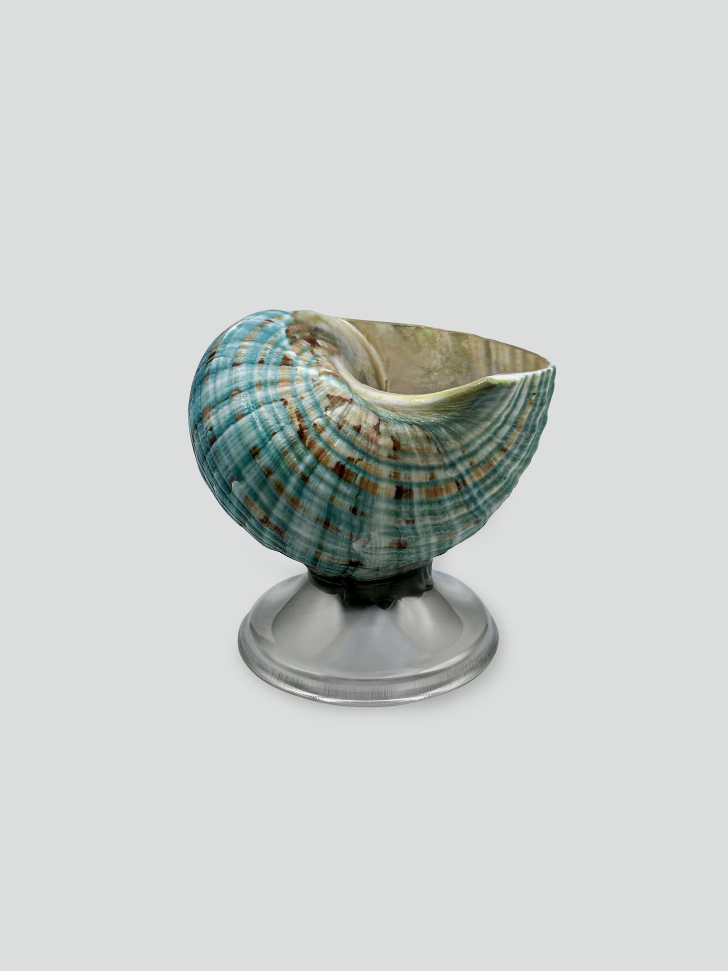 shell décor bowl