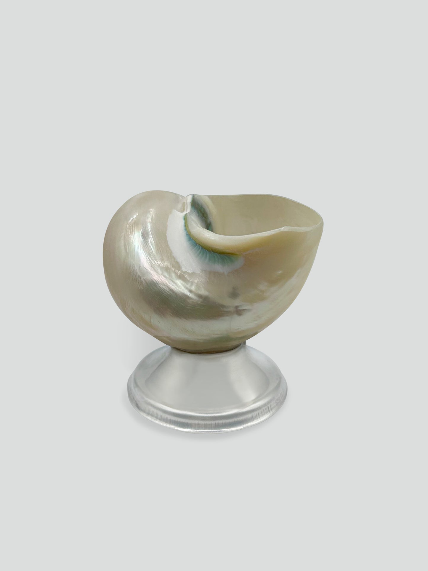 shell décor bowl