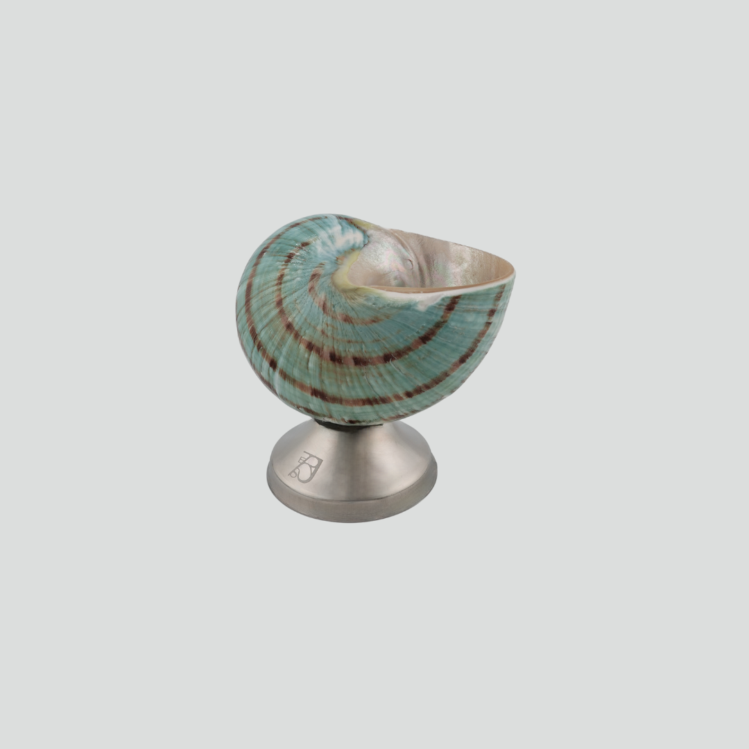 shell décor bowl
