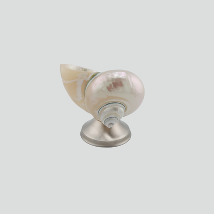 shell décor bowl