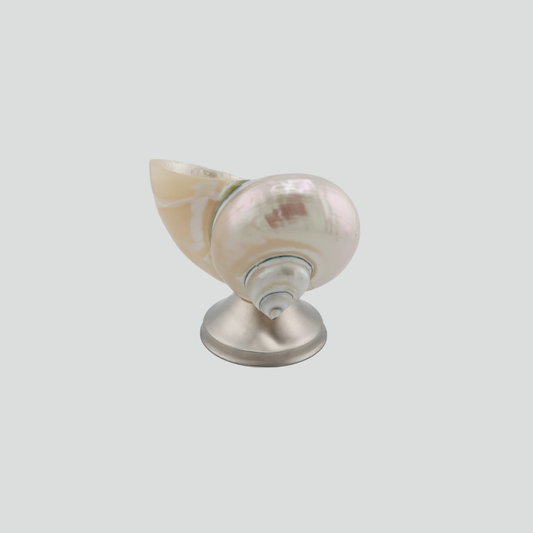 shell décor bowl